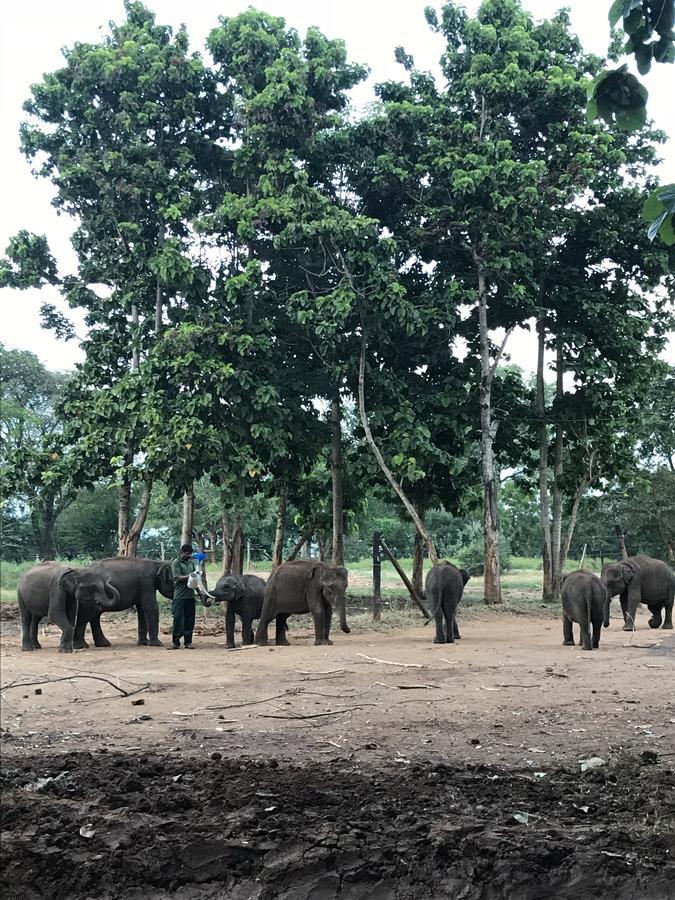 Dinesh Safari Homestay Udawalawe Luaran gambar