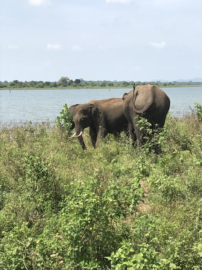 Dinesh Safari Homestay Udawalawe Luaran gambar