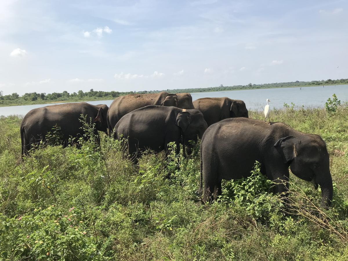 Dinesh Safari Homestay Udawalawe Luaran gambar